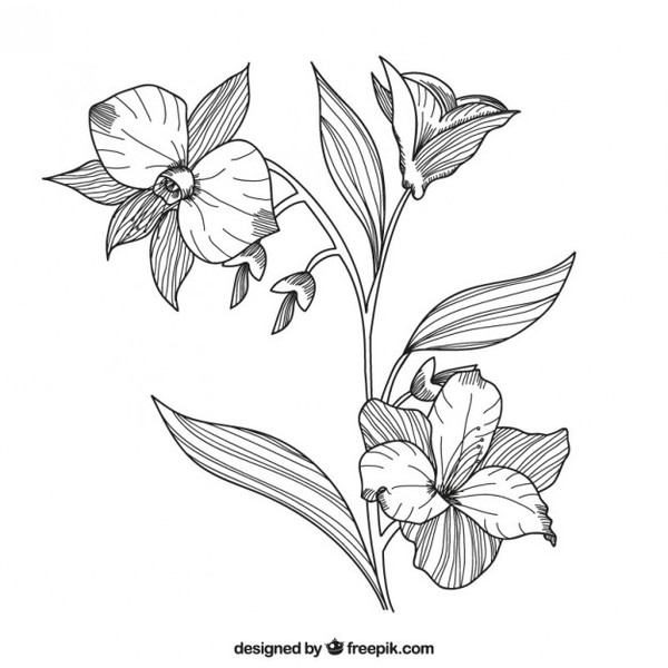 600x600 Hand Drawn Flowers Vectors Download Free Vector Art