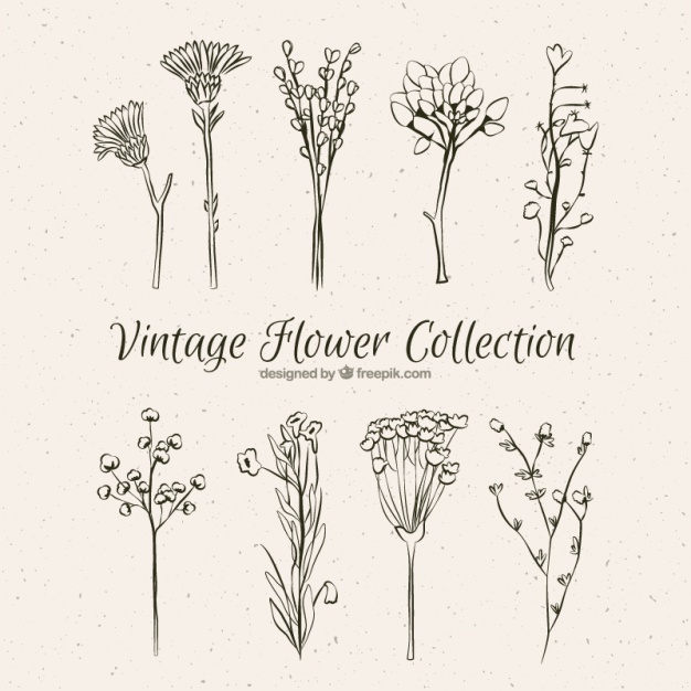 626x626 Collection Of Vintage Hand Drawn Flowers Vector Free Download