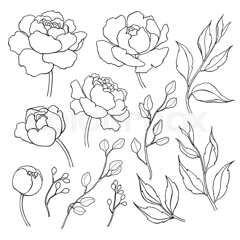 800x800 Peony Flower And Leaves Line Drawing. Vector Hand Drawn Outline
