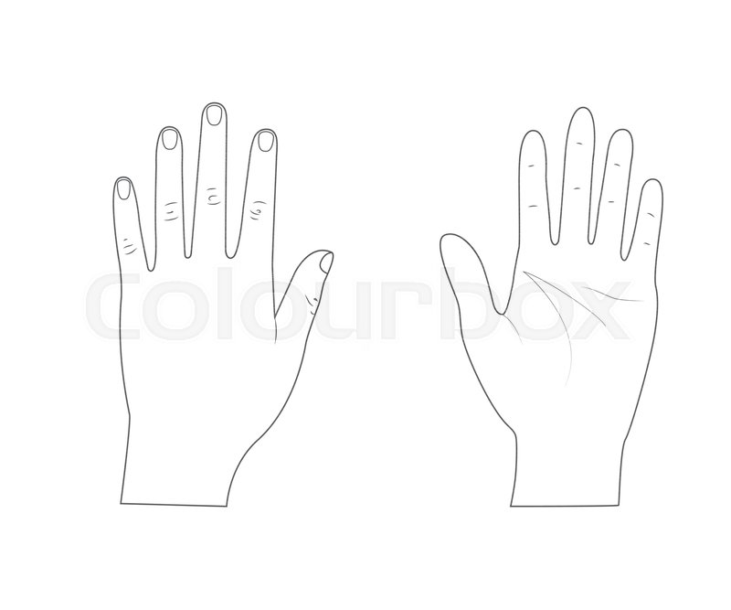 800x667 Woman Hands.back Of The Hand.palm Hand. Outline.vector
