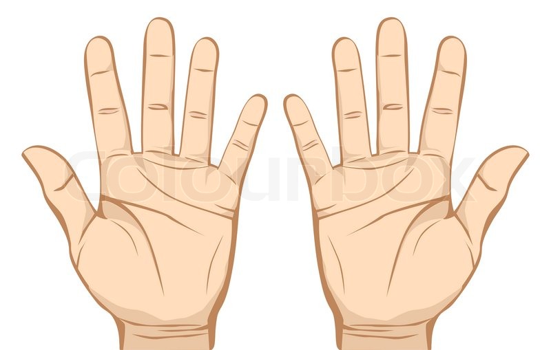 800x509 Pair Hands (Palm) Isolated On White Background Stock Vector