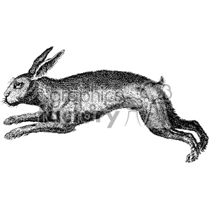 300x300 Royalty Free Vintage Rabbit Hare Vector Vintage 1900 Vector Art Gf