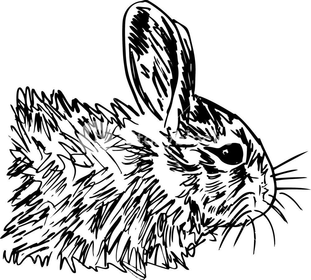 1000x901 Sketch Of Little Hare. Vector Illustration Royalty Free Stock
