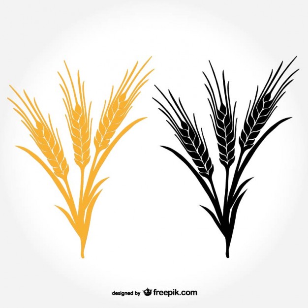 626x626 Harvest Vectors, Photos And Psd Files Free Download