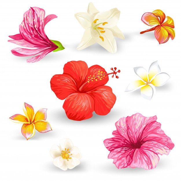 626x626 Hawaii Vectors, Photos And Psd Files Free Download