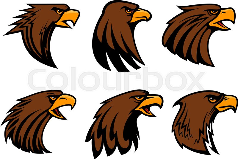 800x536 Eagle Or Hawk Vector Mascot For Sport Team Badge. Symbol Of