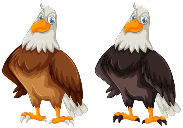 626x436 Hawk Vectors, Photos And Psd Files Free Download