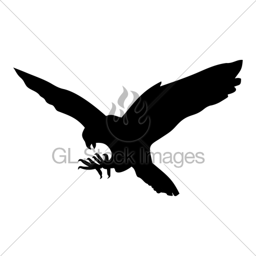 500x500 Hawk Gl Stock Images