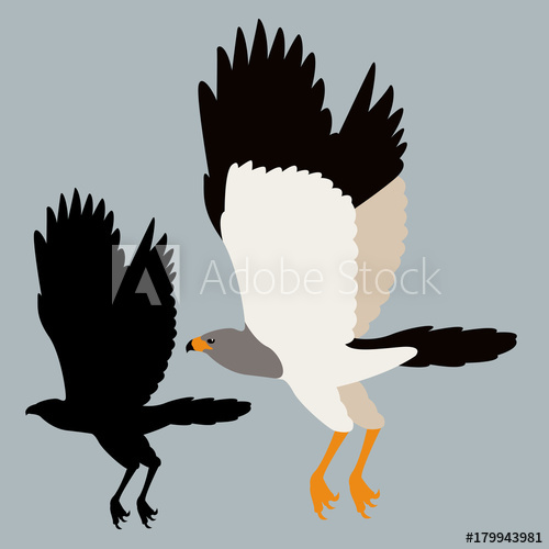 500x500 Hawk Vector Illustration Flat Style Black Silhouette Profile