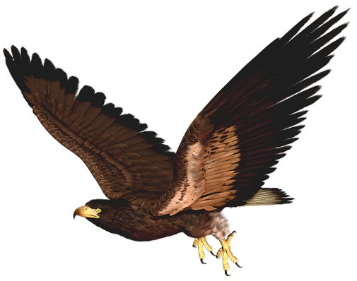 505x398 Collection Of Free Hawk Vector White Background. Download On Ubisafe