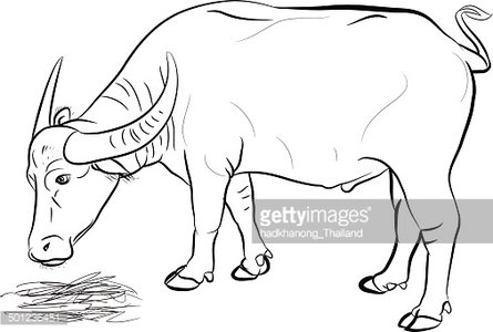445x300 Buffalo Eating Hay Vector Premium Clipart