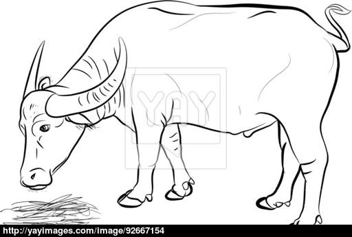 512x345 Buffalo Eating Hay Vector Vector