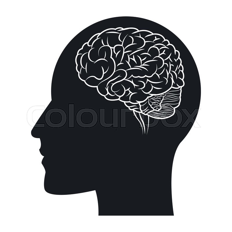 800x800 Flat Design Human Brain Within Head Silhouette Icon Vector