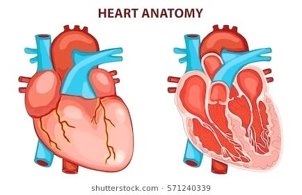 434x280 Diagram Of Plant Cell For Class 8 Heart Anatomy Vector