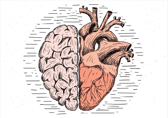 700x490 Free Hand Drawn Vector Brain And Heart Illustration