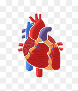 260x305 Heart Organ Png Images Vectors And Psd Files Free Download On