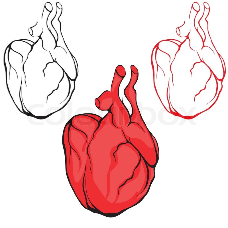 800x800 Heart Human Body Anatomy Red Sketch Set Isolated On White