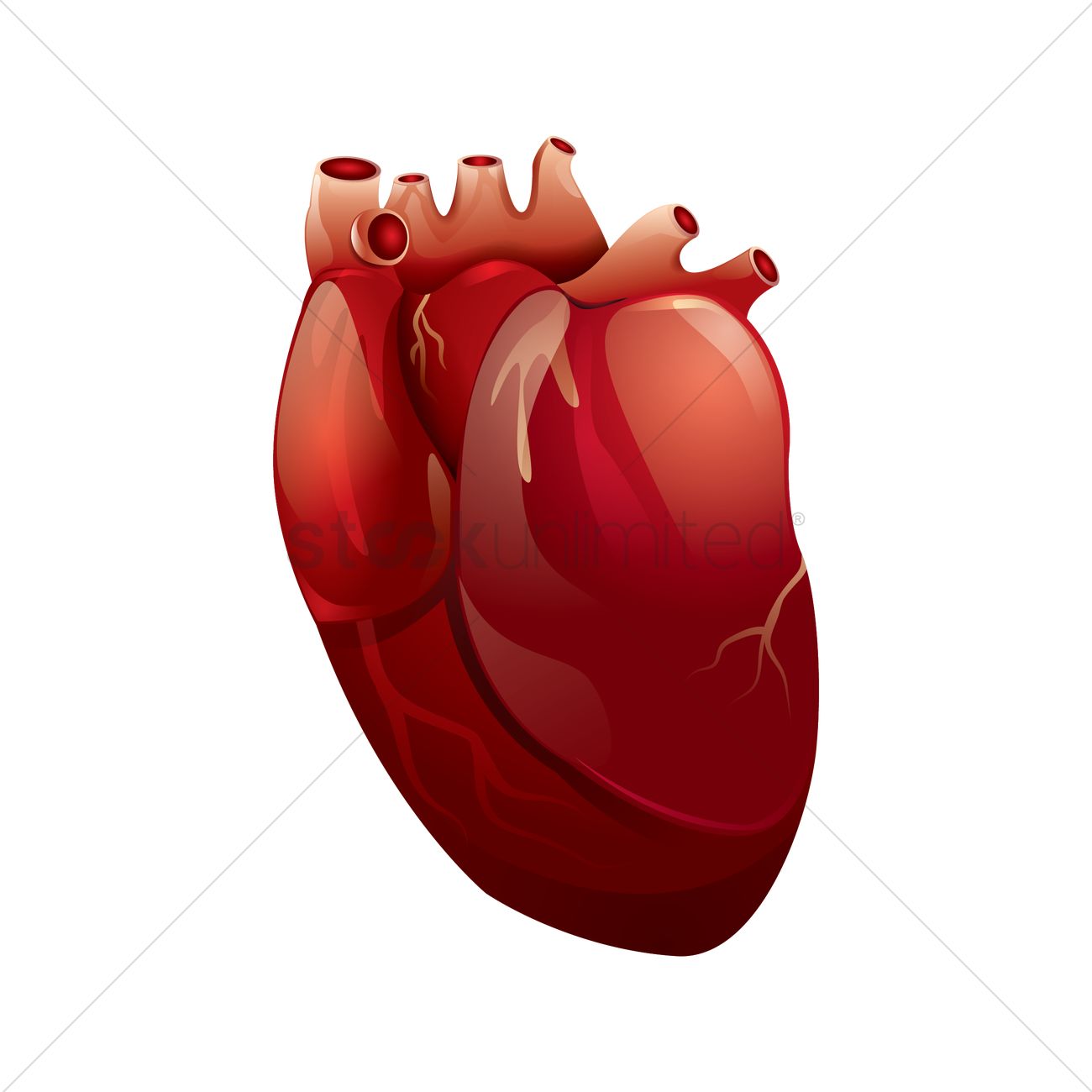 1300x1300 Heart Organ Vector Image