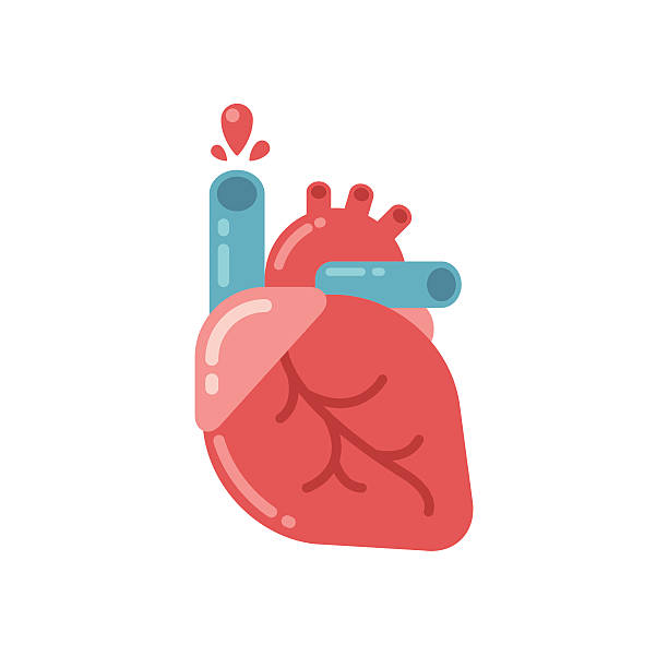 612x612 Collection Of Heart Organ Clipart High Quality, Free