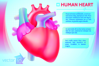 340x227 Human Heart Medical Vector Graphics Free Vector In Encapsulated