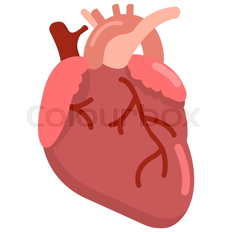 800x800 Human Heart Organ Icon, Vector Illustration Flat Style Design