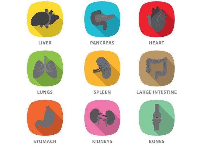 700x490 Flat Organ Vectors