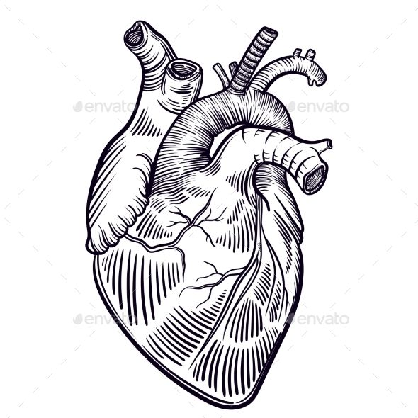 590x590 Human Heart