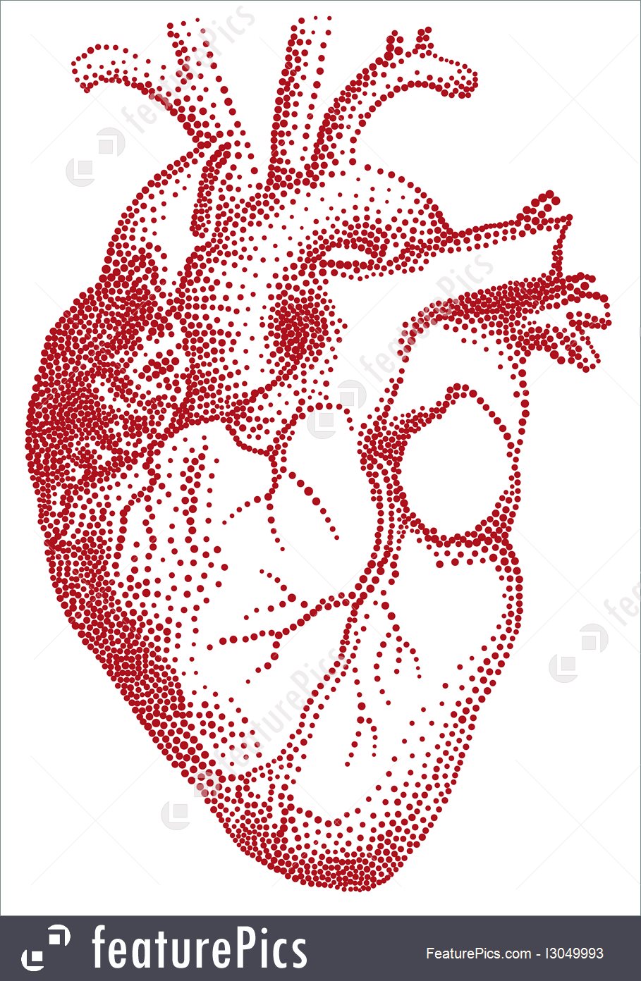 909x1392 Human Heart, Vector