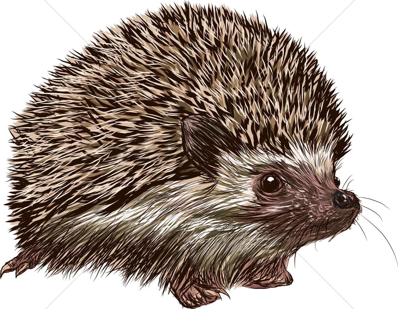 1300x1010 Hedgehog Vector Image