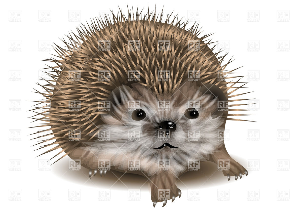 1200x849 Cute Hedgehog Vector Image Vector Artwork Of Plants And Animals