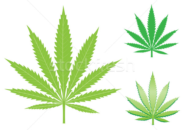600x424 Hemp Leaf Vector Illustration Volodymyr Romanovskyy (Romvo