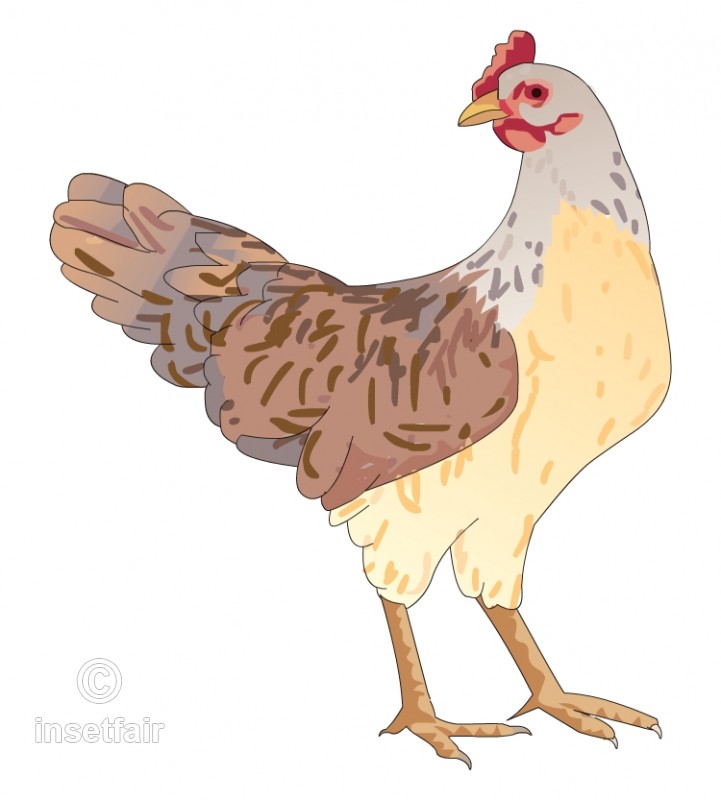 721x800 Chicken Hen Vector Flash Graphics In Png Format