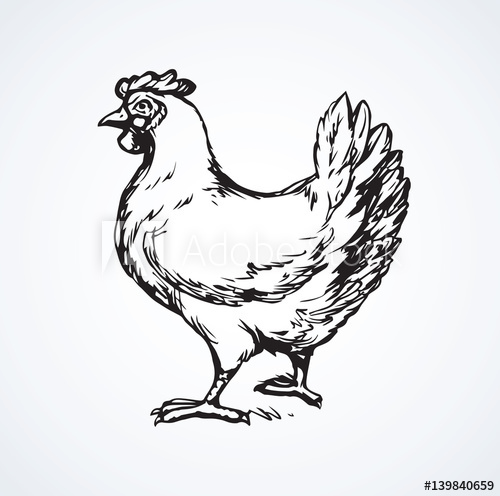 500x496 Hen. Vector Drawing