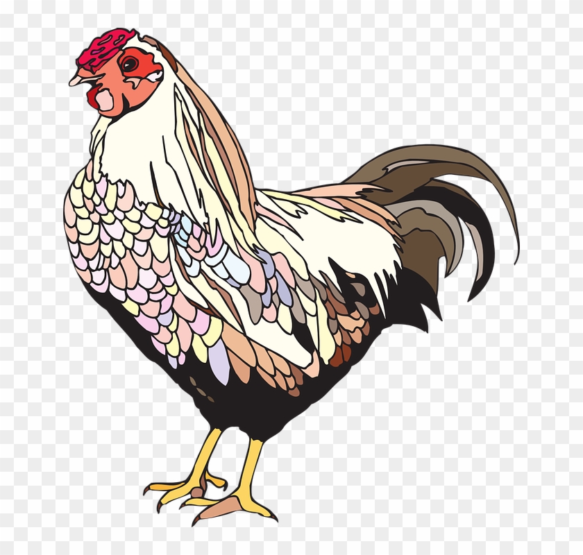 840x800 Bird, Chicken, Hen, Female, Feathers, Wings, Tail