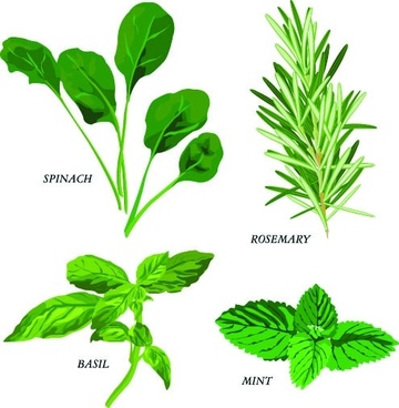 360x368 Herb Vector Free Vector Download (171 Free Vector) For Commercial