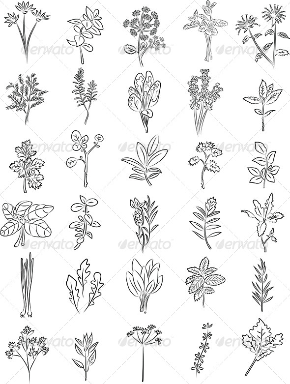 590x781 Herbs Vector By Mahmuttibet Graphicriver