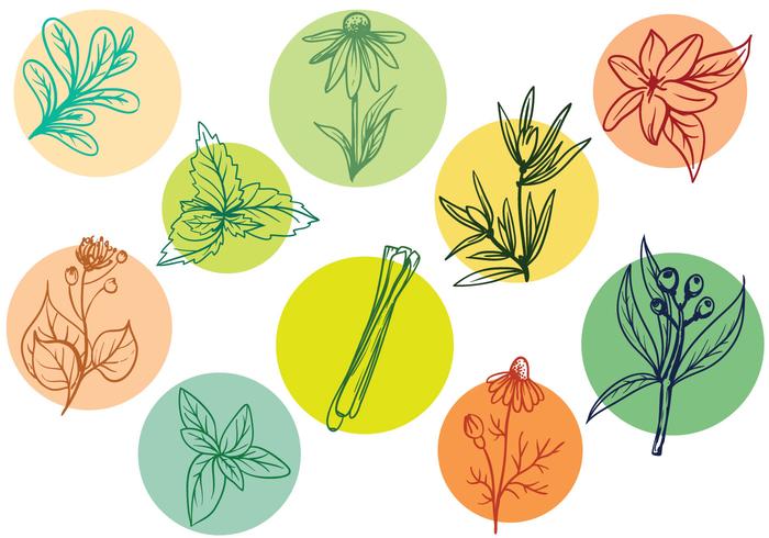 700x490 Herbs Vectors