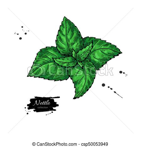 450x470 Nettle Vector Drawing. Isolated Medical Plant With Leaves. Herbal