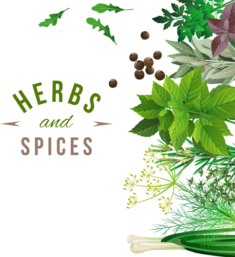 458x500 Refreshing Herbs And Spices Vector Background Free Vector In
