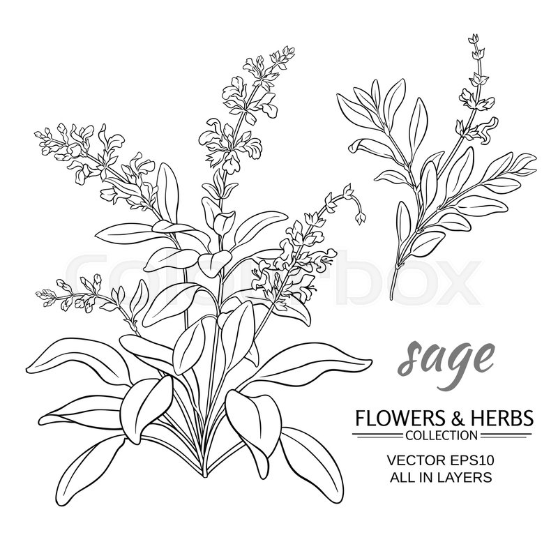 800x800 Sage Herb Vector Illustration On White Background Stock Vector