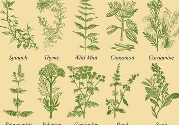 352x247 Spices And Herbs Collection,vector Background Free Vector Download