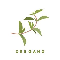 236x236 Spices Herbs Labels Food Vectors Art Herb Labels