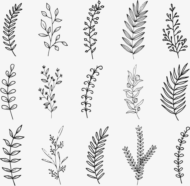650x635 Vector Hand Drawn Herb, Vector, Hand Painted, Plant Png And Vector
