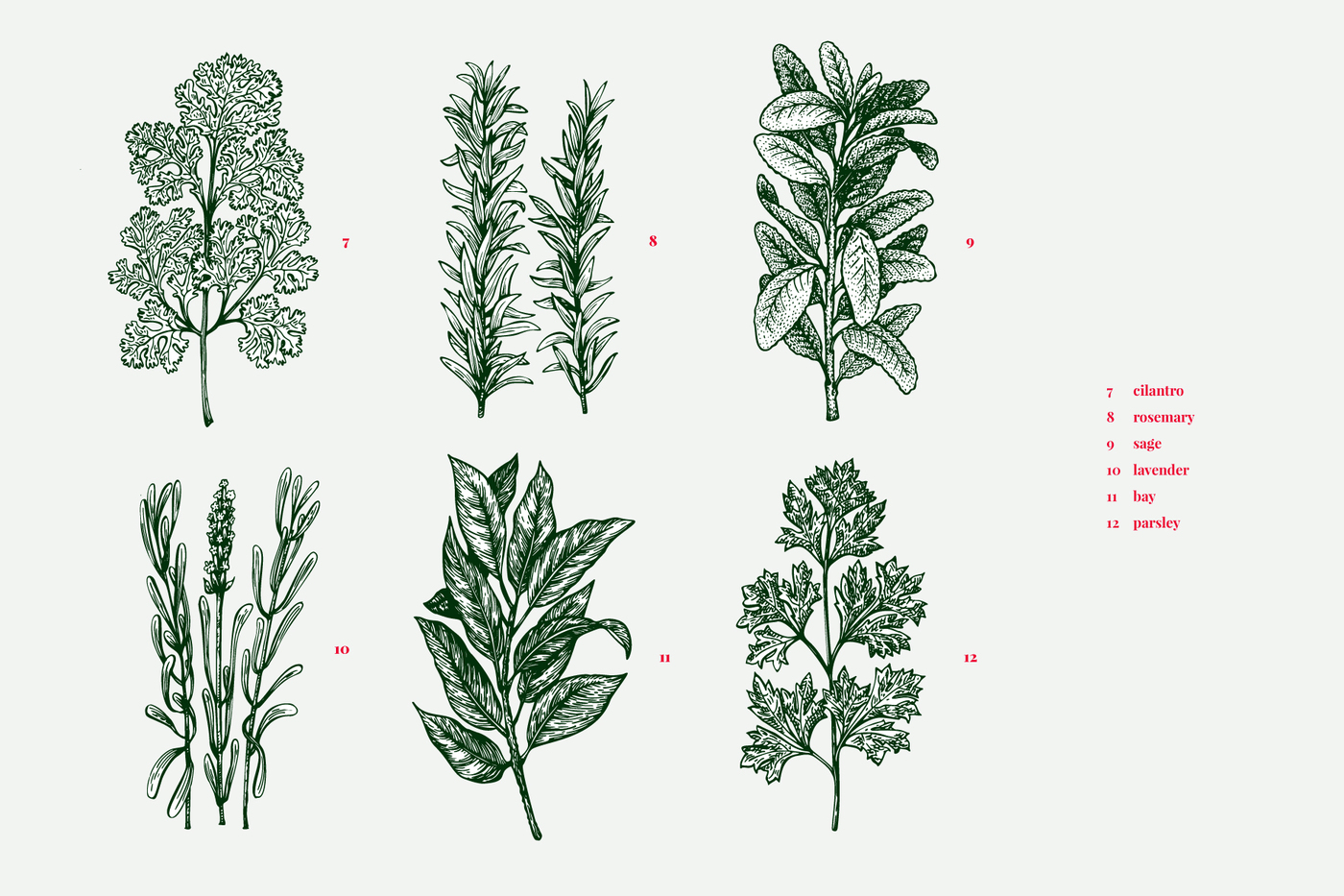 1400x933 Culinary Herbs Vector Collection By Lubov Illustrations Shop