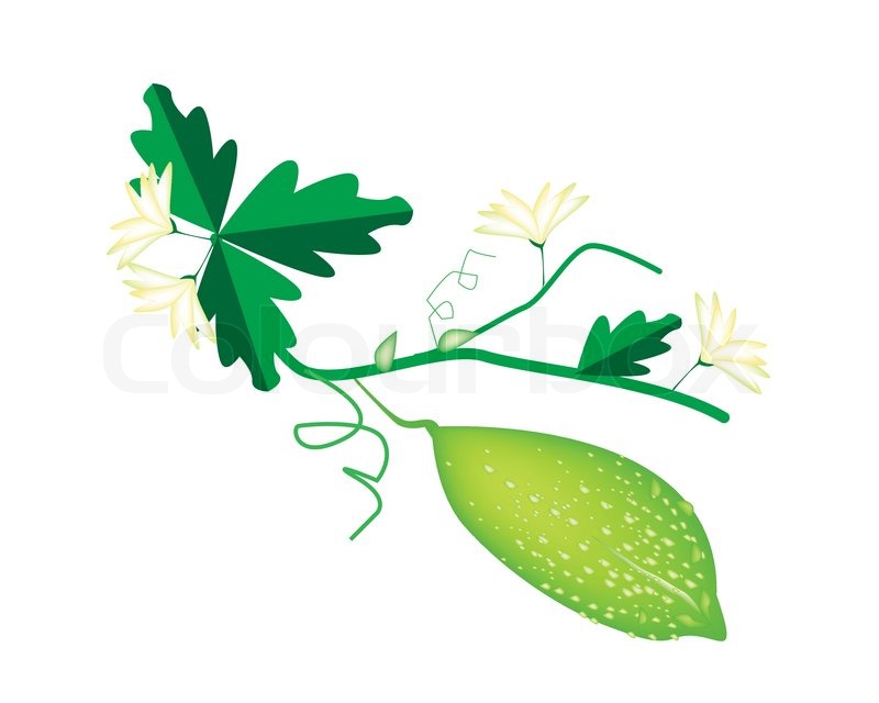 800x640 Vegetable And Herb, Vector Illustration Of Balsam Pear, Balsam