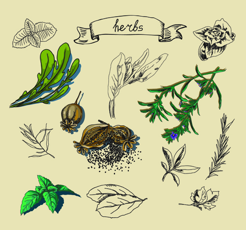 500x468 Drawn Herbs Vector