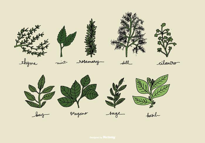 700x490 Herb Free Vector Art