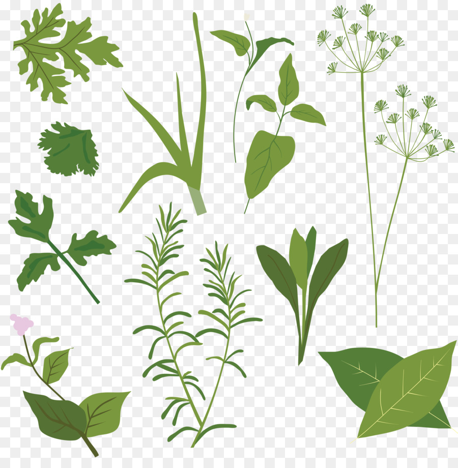 900x920 Herb Vector Graphics Clip Art Illustration Spice