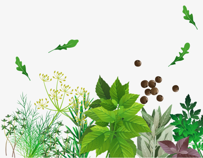 650x507 Hand Painted A Variety Of Herbs, Vector Vanilla, Hand Painted