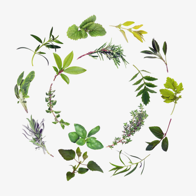650x651 Herb Png, Vectors, Psd, And Clipart For Free Download Pngtree